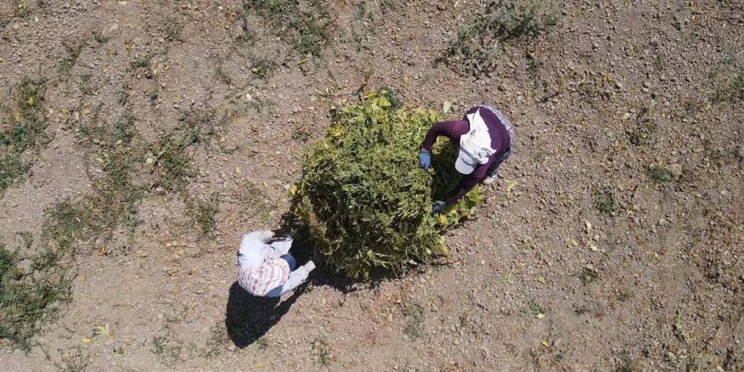 ‘Deli Memet’ esiyor, getirdiği iyot aromasını kazandırıyor! Hem makine hem el gücü: Bu hasat üreticiyi mutlu ediyor 4